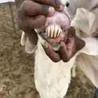 للبيع خروف وشاه