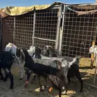 معزا البيع 760
