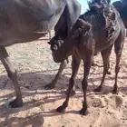 حواره للبيع