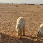 غنم حرش طيبه مراح