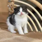 سكوتش فولد بيور للبيع-ذكر-يوجد دفع بالتقسيط