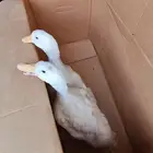 بط بكيني