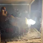 صوص للبيع