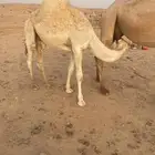 حاشي قصب تحت امه