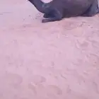 بكار مجاهيم للبيع