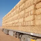 تبن قمح