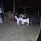 الشميسي طريق الخواجات