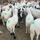 سواكن بيض