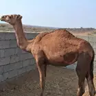 بكره للبيع