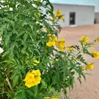 بستان للإيجار اليومي في حائل (القاعد) 10 آلاف متر