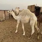 حاشي