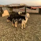 نعاج نجديه(تم البيع)