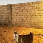 تيس