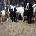 تيوس للبيع