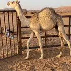 قعود طيب