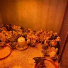 فروخ دجاج فرنسي