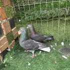 حمام قطيفي للبيع