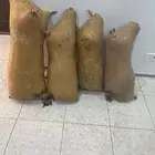 قربة ماء بعدة أوزان في بيشة