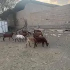 معزا دفيع دهم
