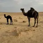 ناقه
