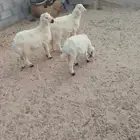 حريات هرافي لباني اربعة شهور تم البيع