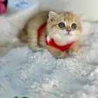 ذكر سكوتش فولد من أهالي بيور