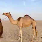 بكره لقيه شكل وسلالة
