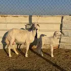 حريه معها خروف