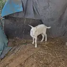 للبيع تيس سنين بيور صنف