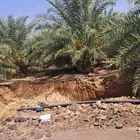 نخل مترين ونص للبيع مع الفسائل العدد 100