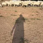 غنم حريات طيبه