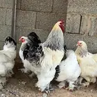 طقم دجاج براهما كولومبي