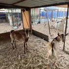 للبيع تيس فل شحم