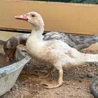 بط للبيع فروخ