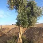 شجر زيتون معمر اعمار مافوق 70