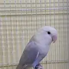 الطير ضايع الي يحصله يتواصل معي