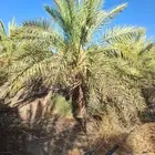 نخل صقعي درجه أولا من مترين الي مترين ونصف العدد200حبه