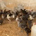 صيصان فيومي