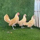 للبيع طقمين دجاج سبرايت