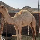 حاشي للبيع عمره 8 شهور على البرسيم و الشعير الموقع الحرزات