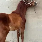فحص خيل ماقبل شراء