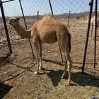 بكار