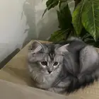 قطه للتبني هجين سكوتش