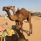 بكره صفرا