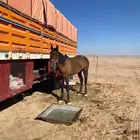 فرس للبيع