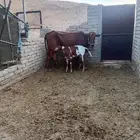 بقره جرسيه مع حسيلها للبيع