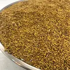 بذر برسيم انتاج السنه هذي