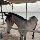 فرس واهو ومهرتين واهو مركب الشرايح