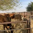 بقرتين وثور اعمارهن فوق السنتين