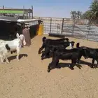 تيوس